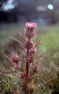 Image of yellow thistle