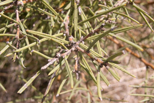 Image of Hakea microcarpa R. Br.