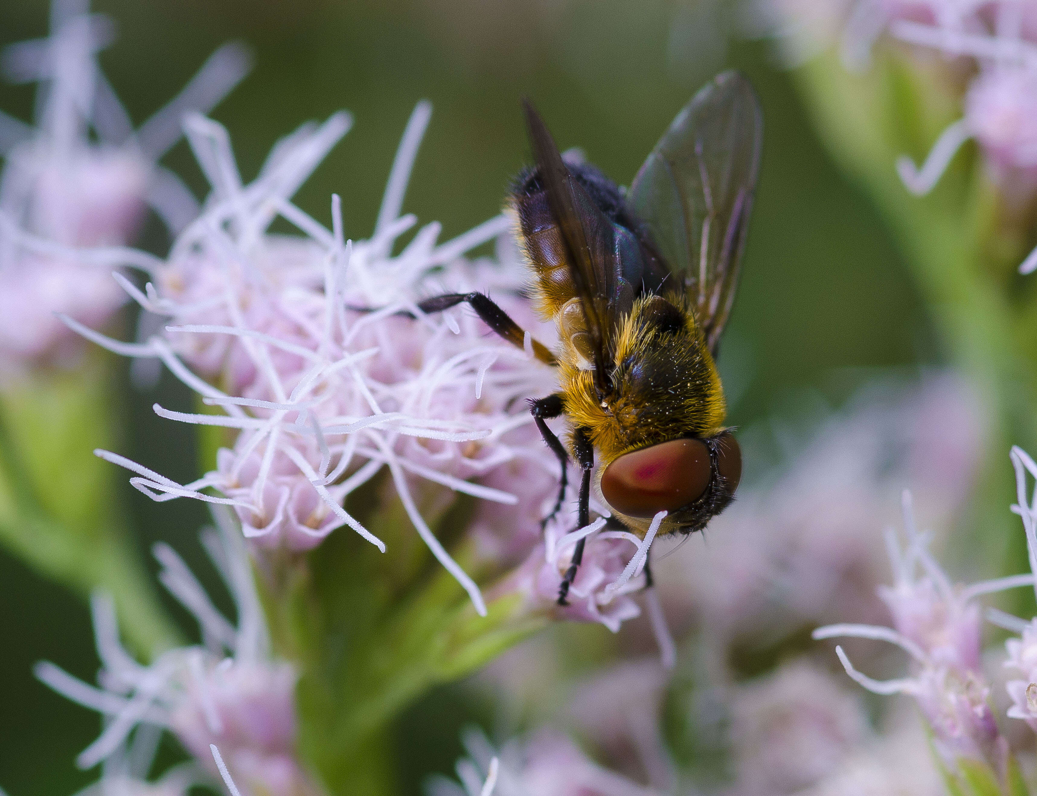 Image of Phasia hemiptera (Fabricius 1794)