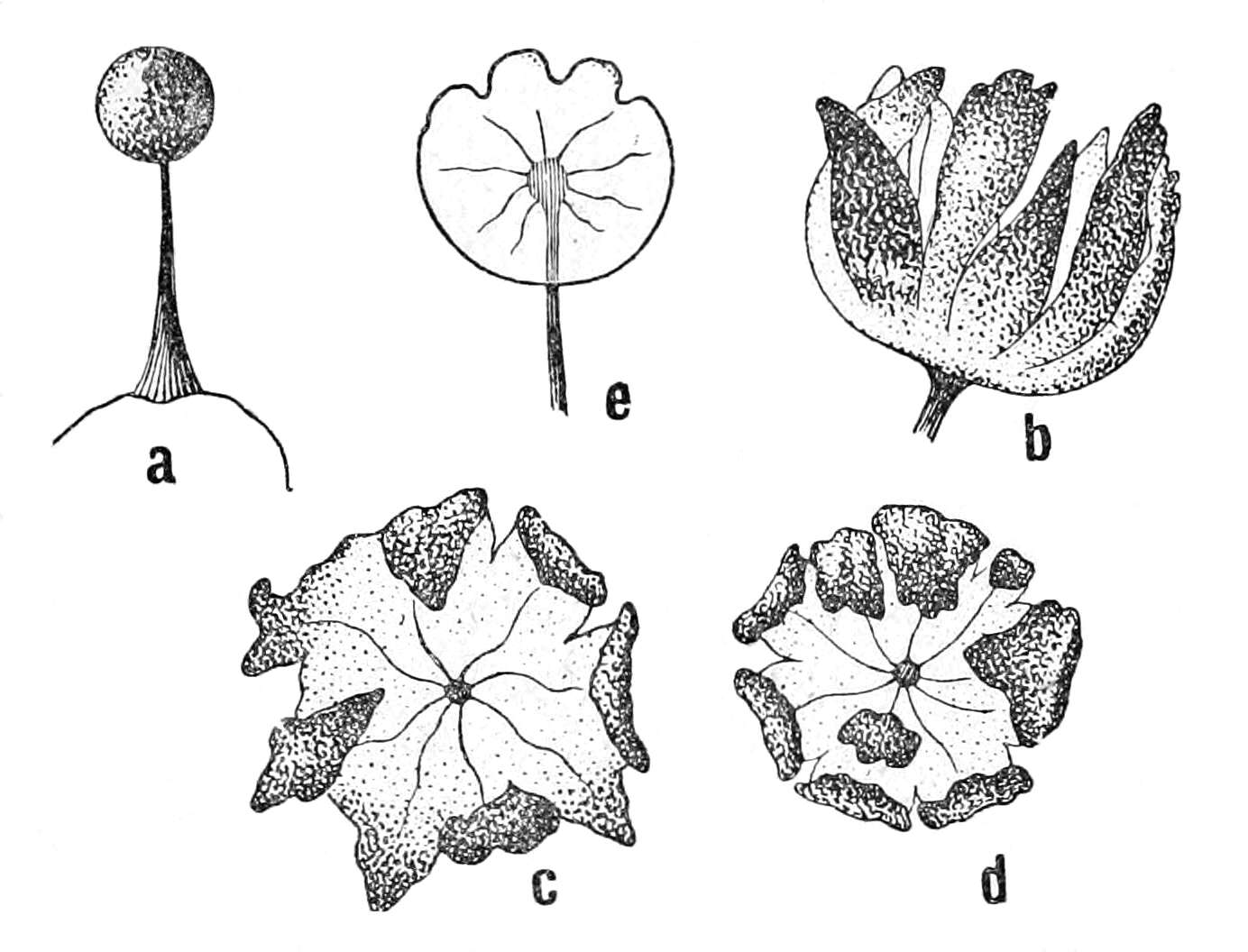 Image of Echinosteliales