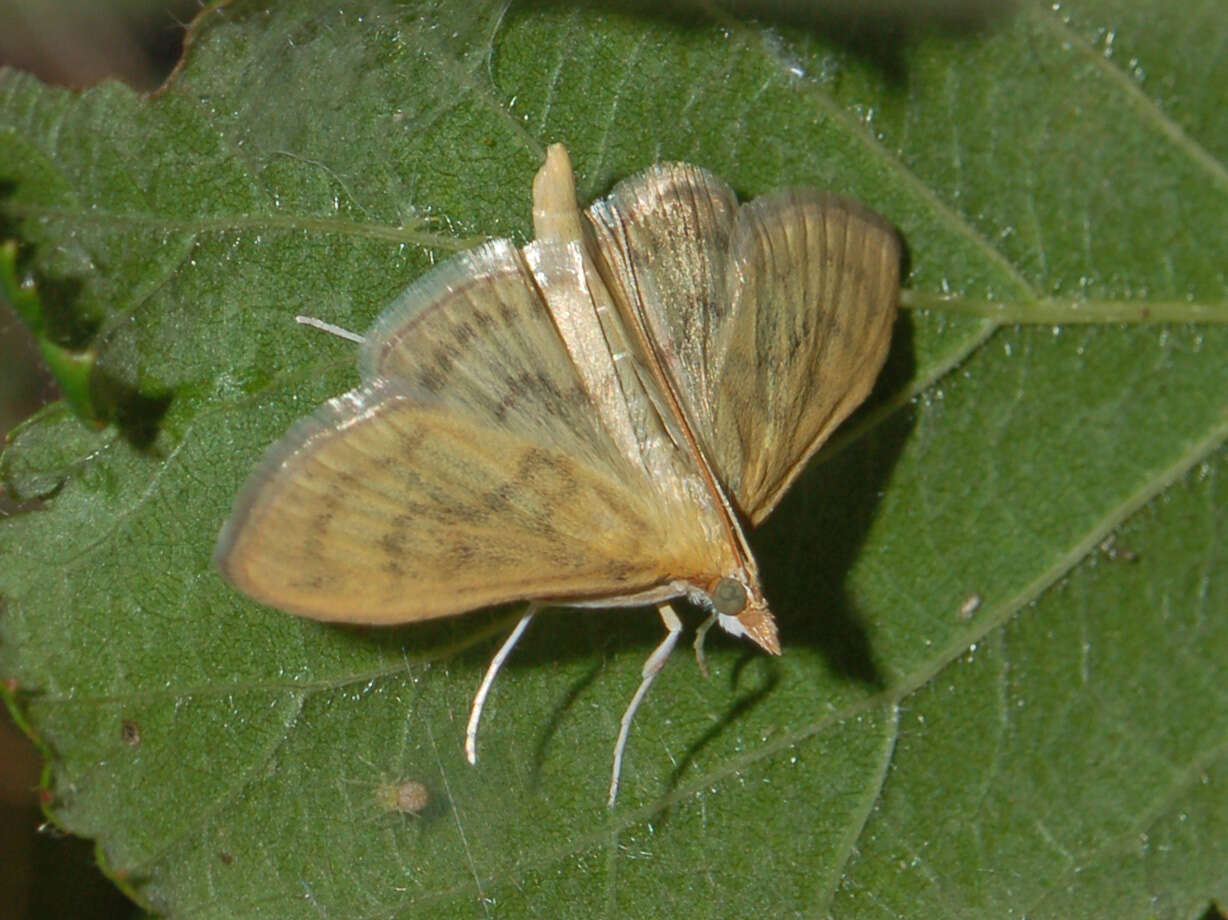 Image of Paratalanta hyalinalis