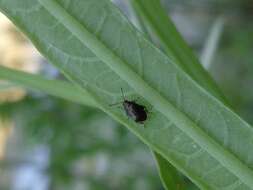 Image of beet flea beetle