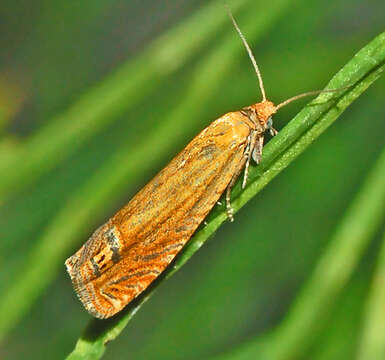 Image of Lathronympha strigana Fabricius 1775