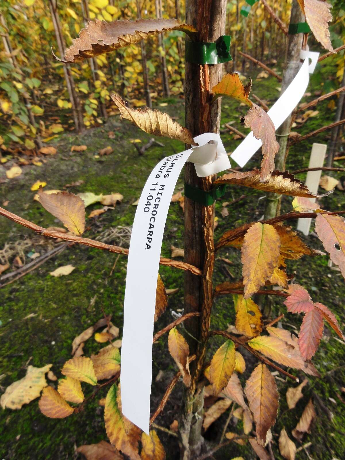 Image of Ulmus microcarpa L. K. Fu