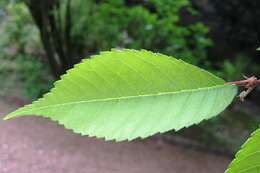 Image of Ulmus lamellosa C. Wang & S. L. Chang