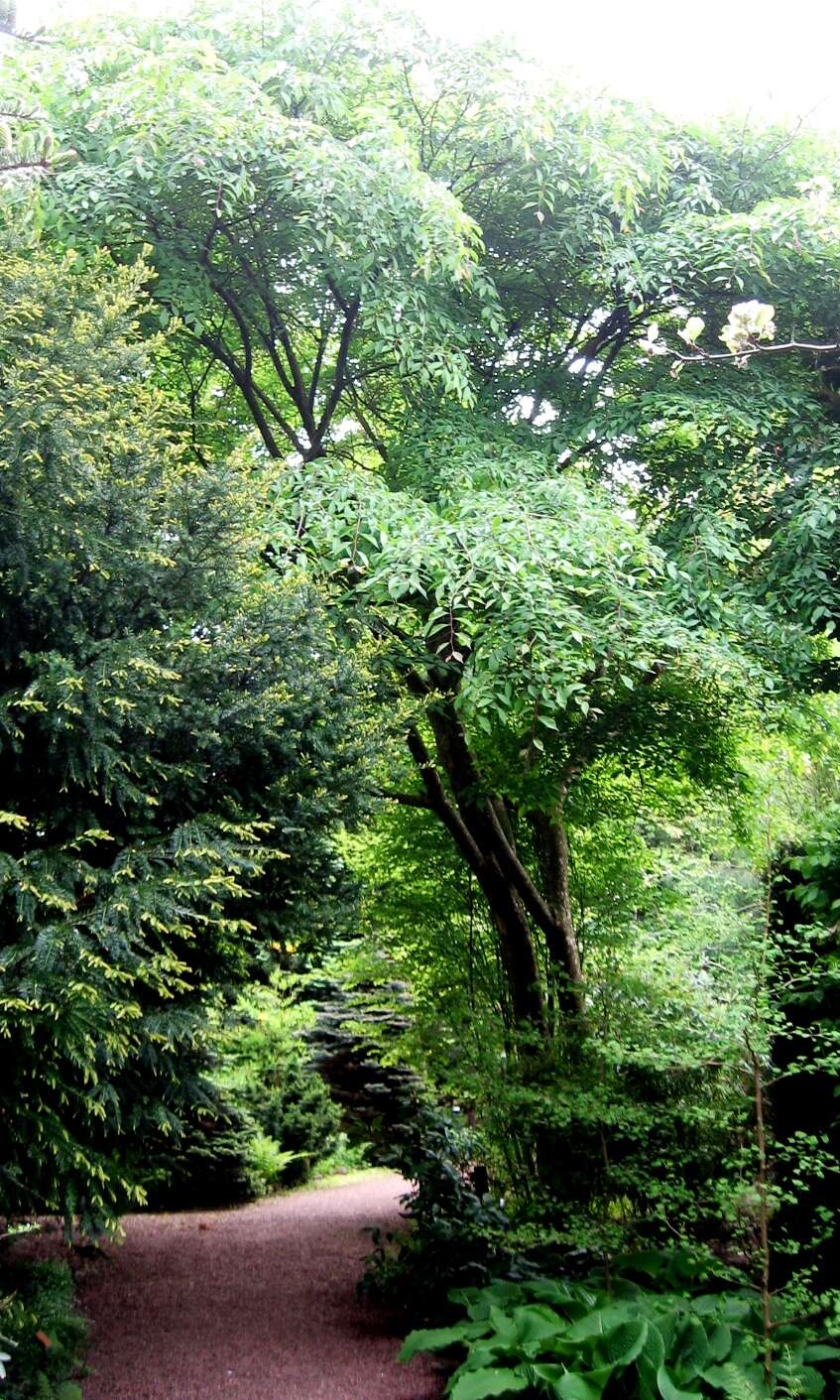 Image of Ulmus lamellosa C. Wang & S. L. Chang