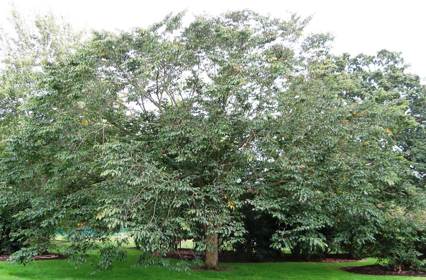 Image of Ulmus bergmanniana C. K. Schneid.