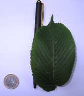 Image of Ulmus bergmanniana C. K. Schneid.