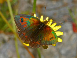 Image of Common Brassy Ringlet