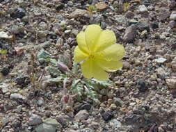 Imagem de Oenothera primiveris A. Gray