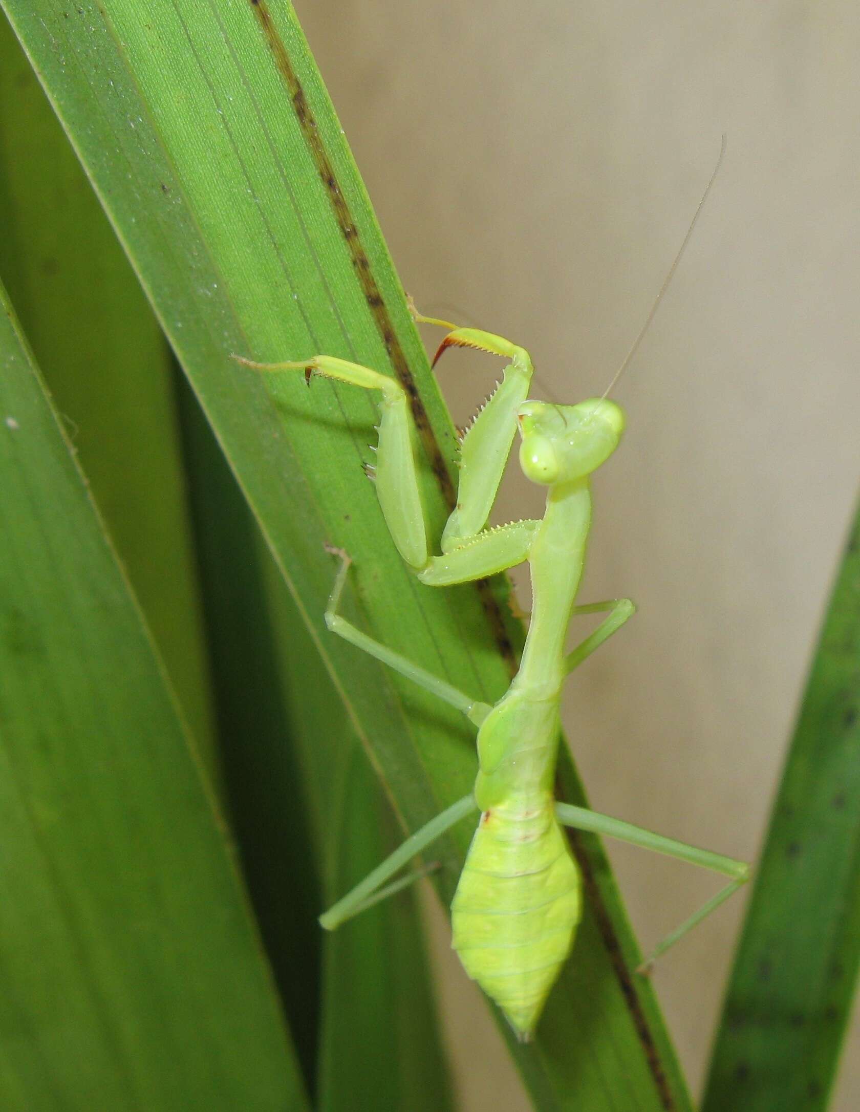 Image of African mantis