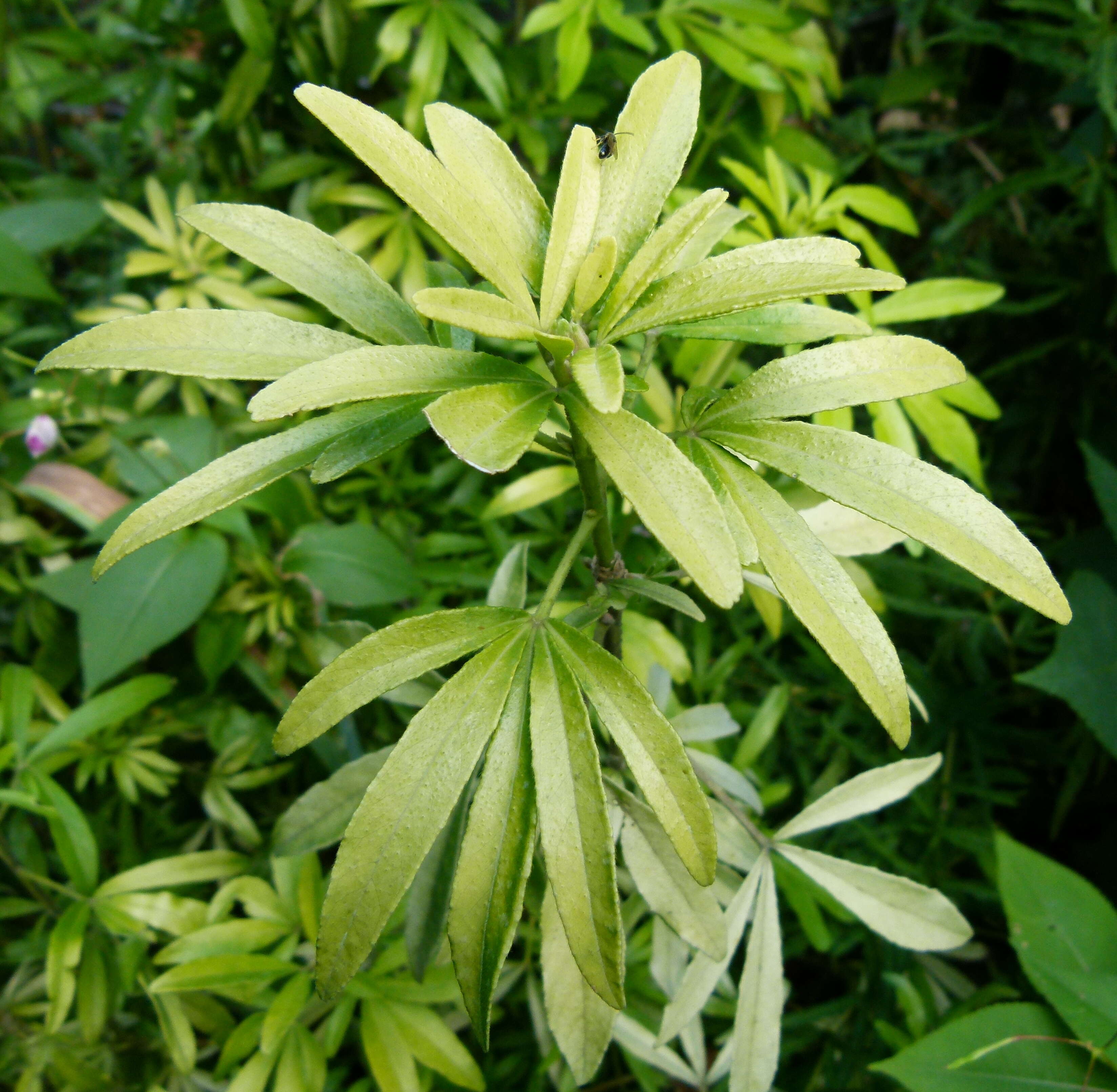 Image of Mexican Orange Blossom