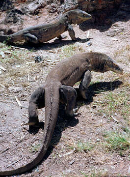 Image of Komodo Dragon