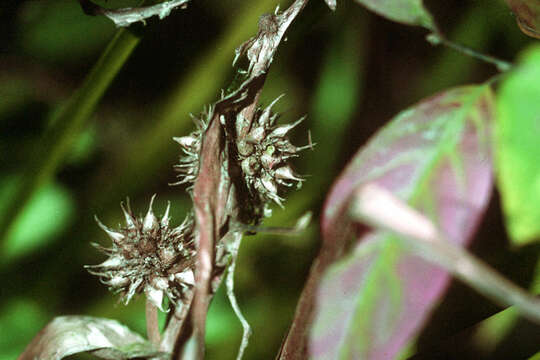 Image of American bur-reed