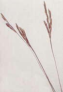 Image of small carpgrass