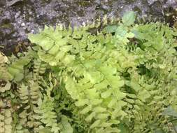 Image of Adiantum lunulatum Cav.