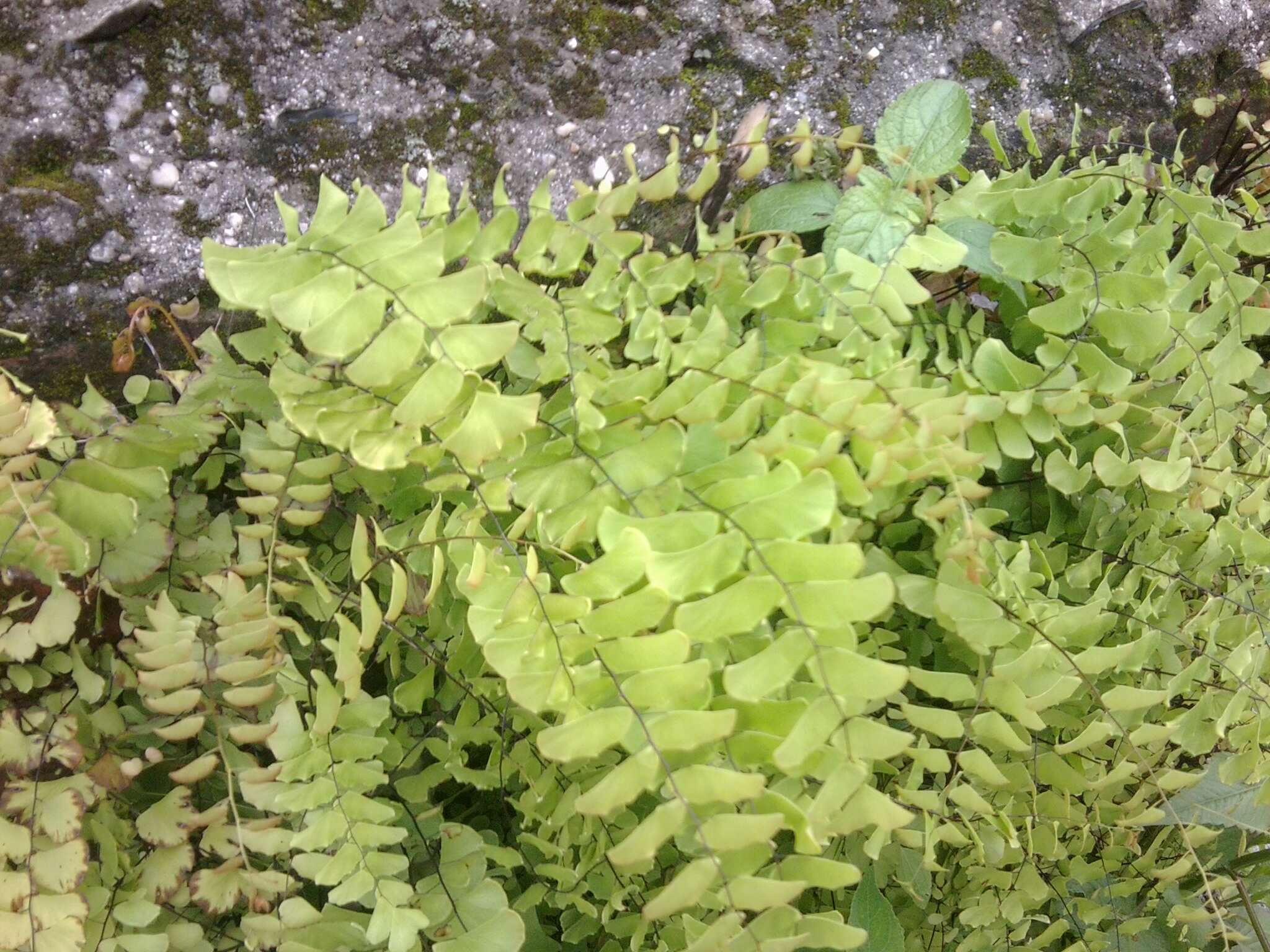 Image of Adiantum lunulatum Cav.