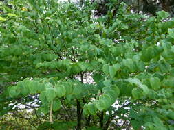 Image of katsura tree family