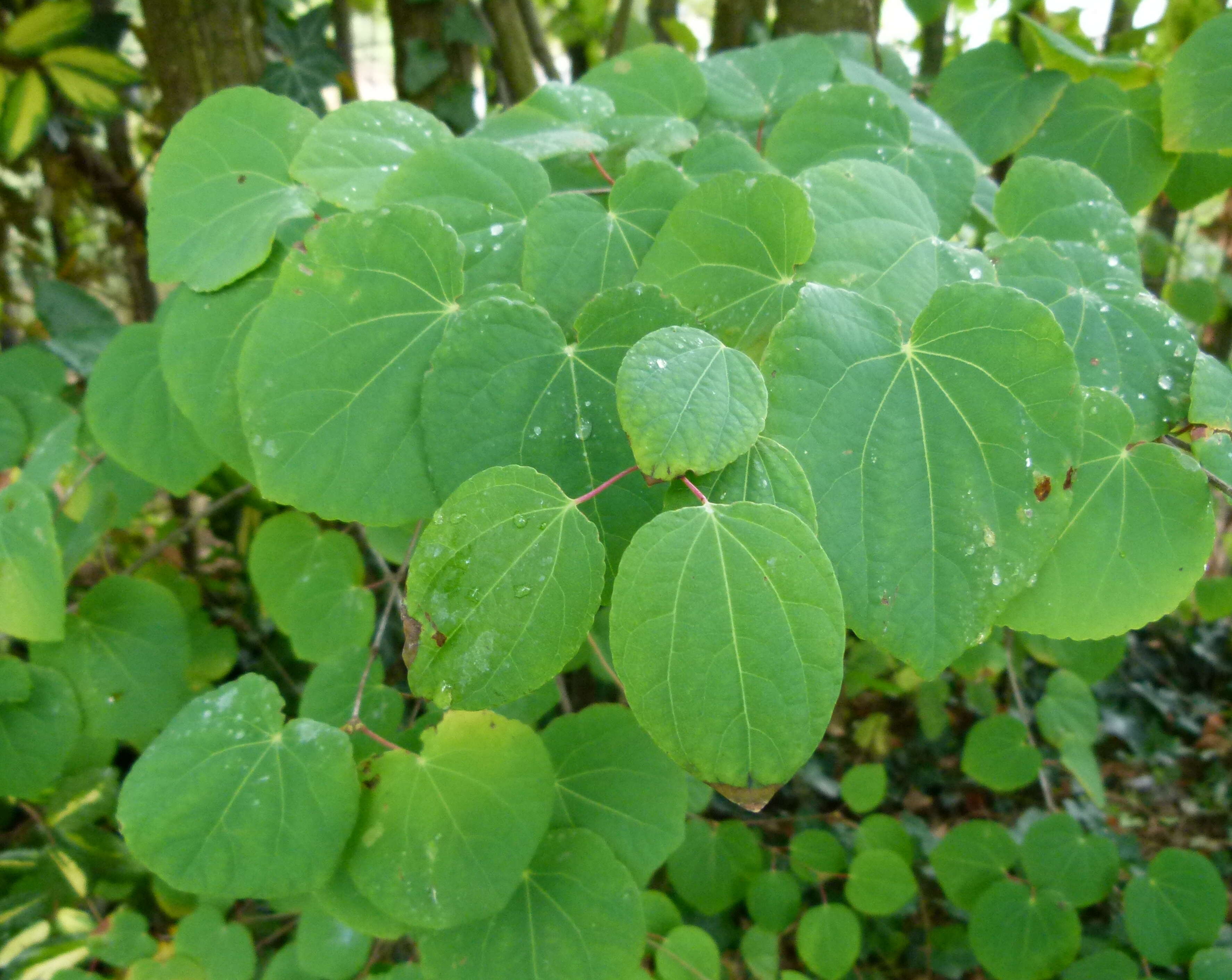 Image of katsura tree family