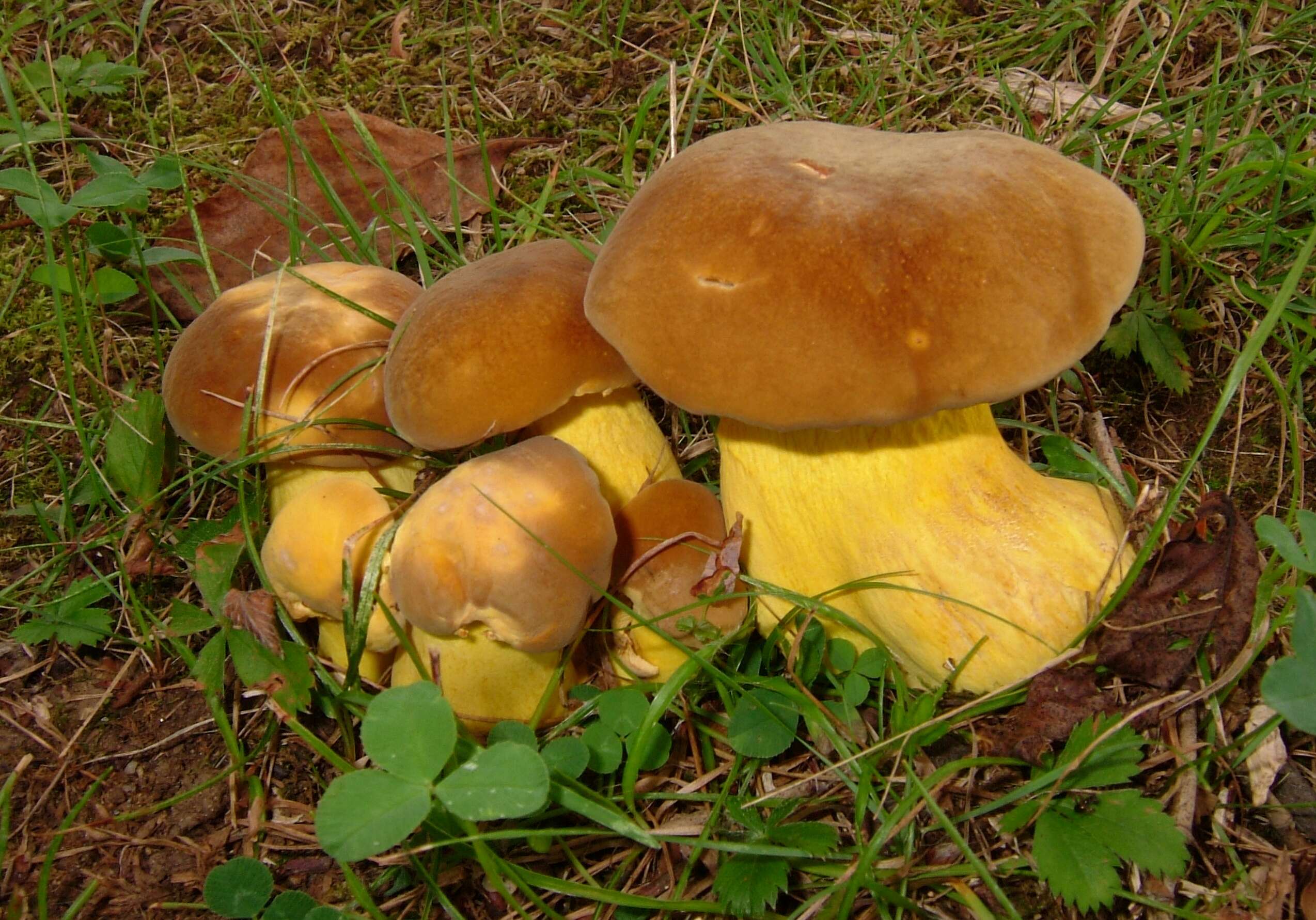 Imagem de Boletus auripes