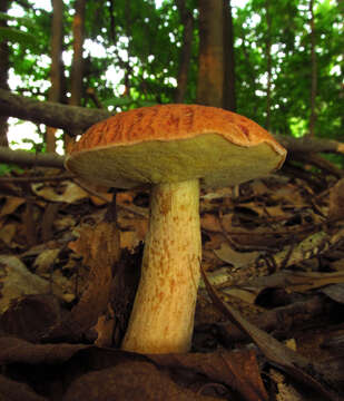 Image of Hemileccinum hortonii