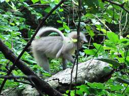 Image of Sanje Crested Mangabey