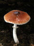 Leucoagaricus rubrotinctus (Peck) Singer 1948 resmi