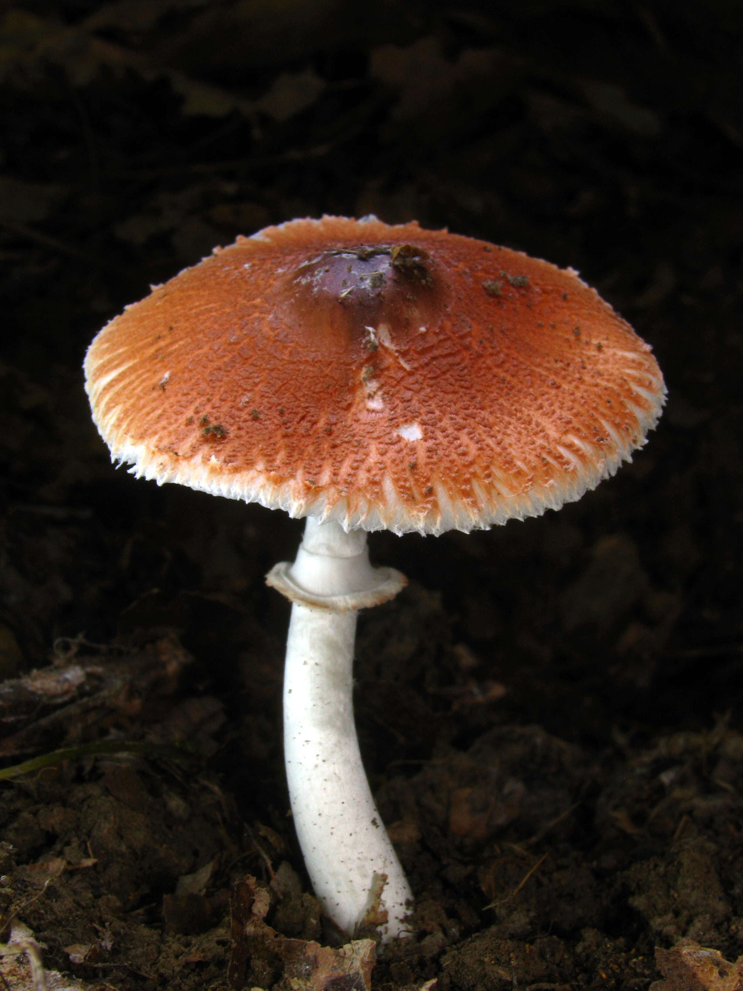 Leucoagaricus rubrotinctus (Peck) Singer 1948 resmi