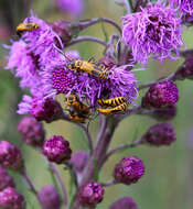 Слика од Liatris aspera Michx.