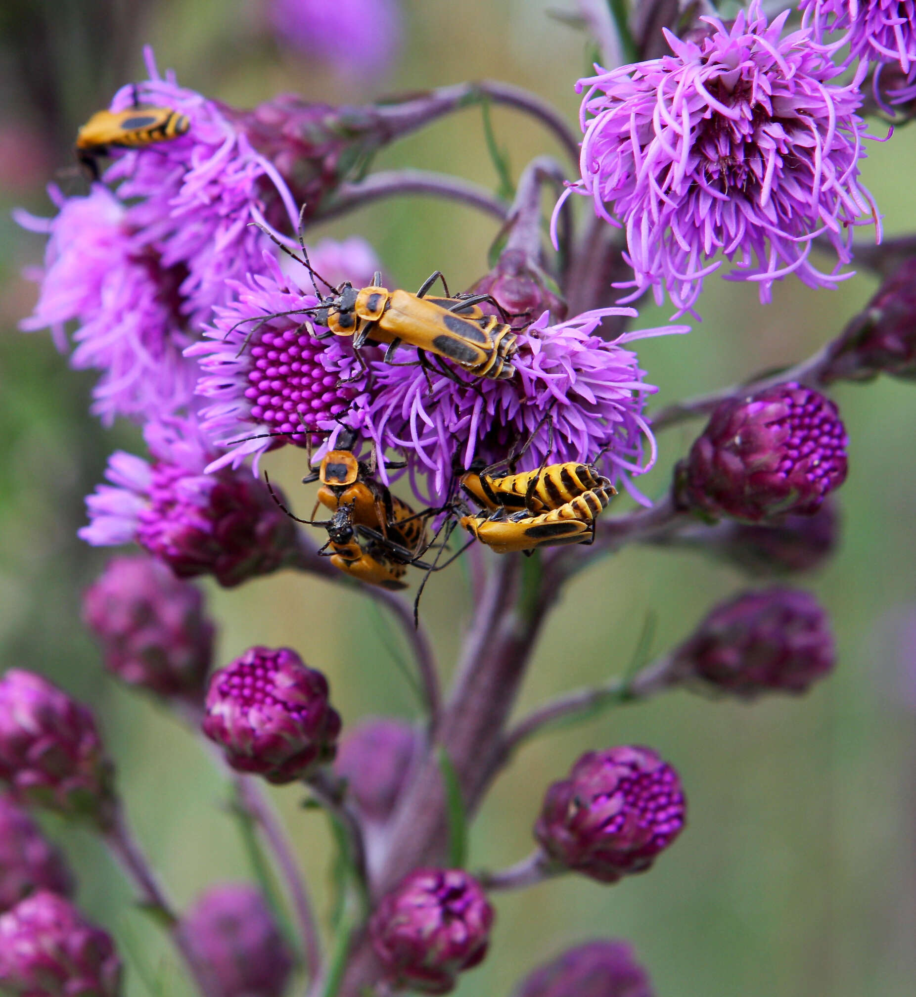 Слика од Liatris aspera Michx.