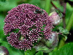 Image of Bald-faced Hornet