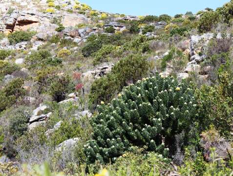 Image of Grey tree-pincushion