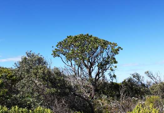 Image of Grey tree-pincushion