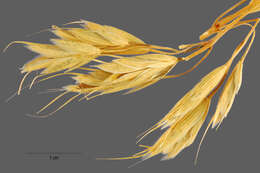 Imagem de Bromus squarrosus L.