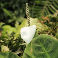 Image de Spathiphyllum floribundum (Linden & André) N. E. Br.