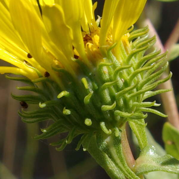 Grindelia integrifolia DC. resmi