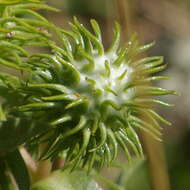 Grindelia integrifolia DC. resmi