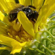 Grindelia integrifolia DC. resmi