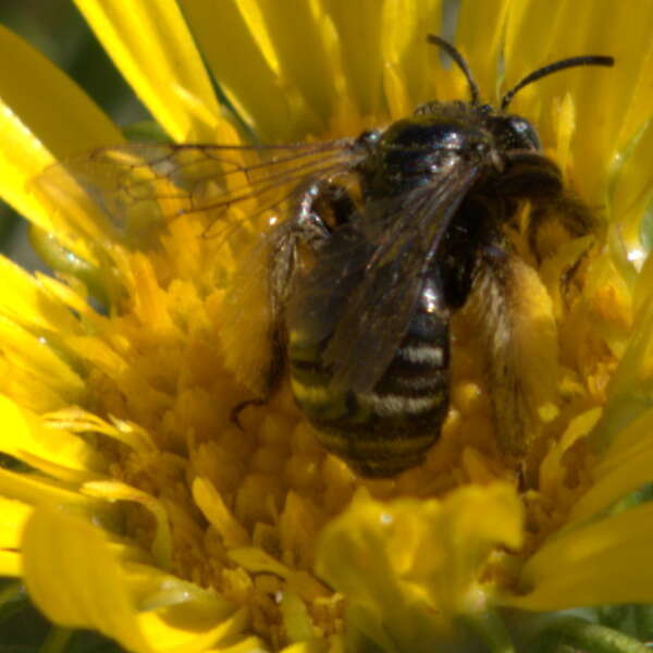 Grindelia integrifolia DC. resmi