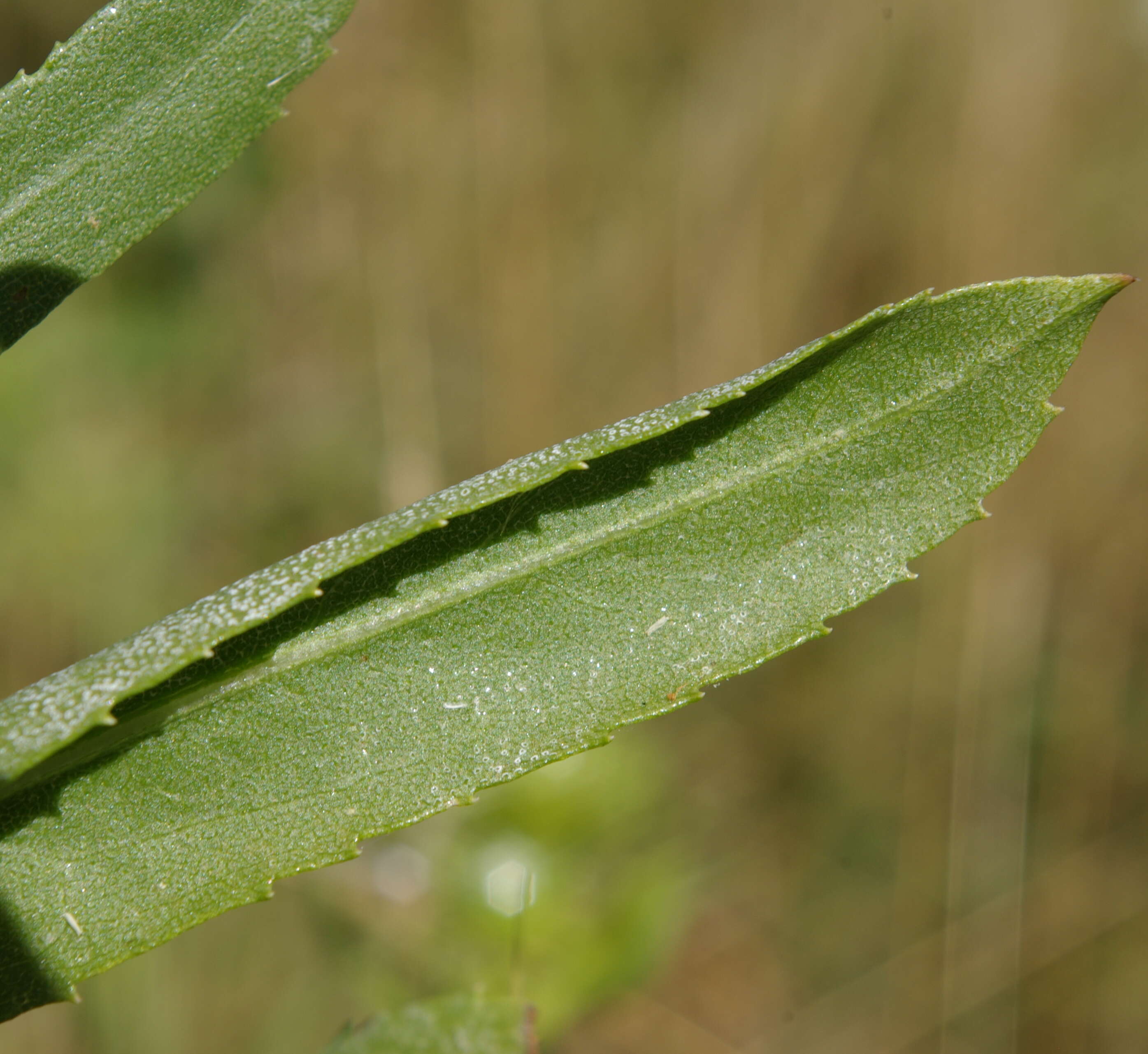 Grindelia integrifolia DC. resmi