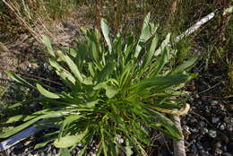 Grindelia integrifolia DC. resmi