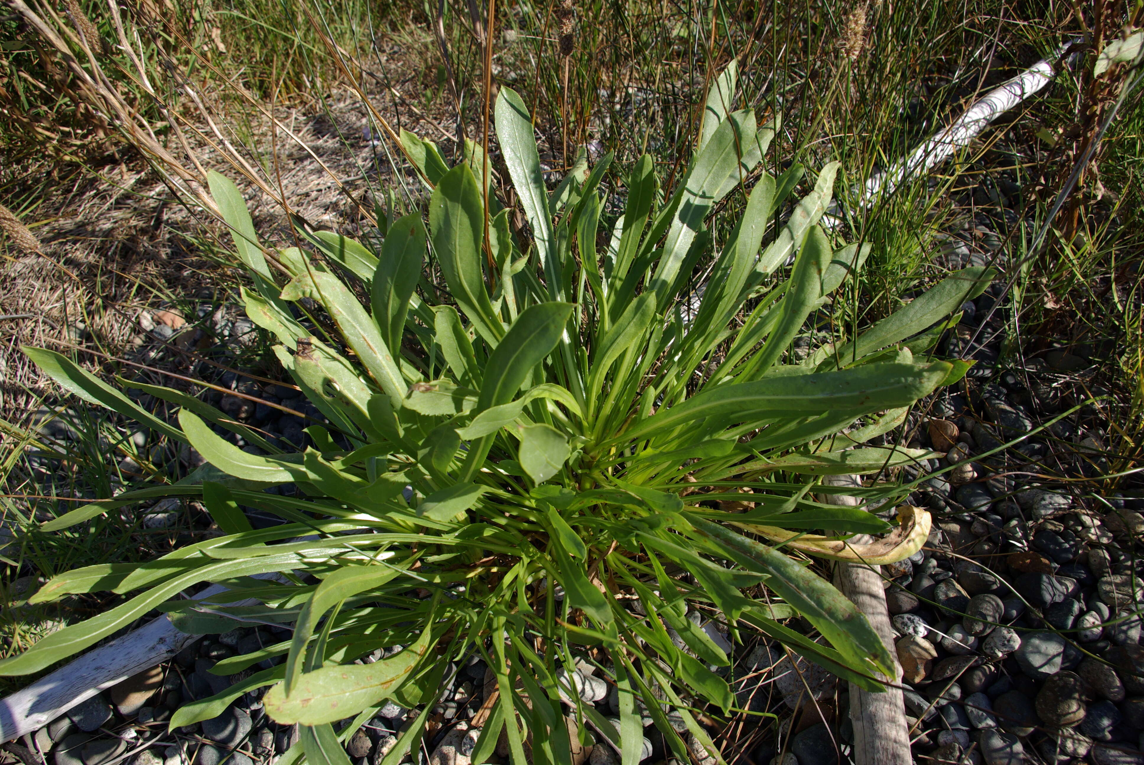 Grindelia integrifolia DC. resmi