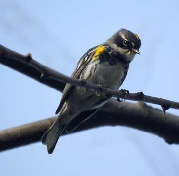 Image of Myrtle Warbler