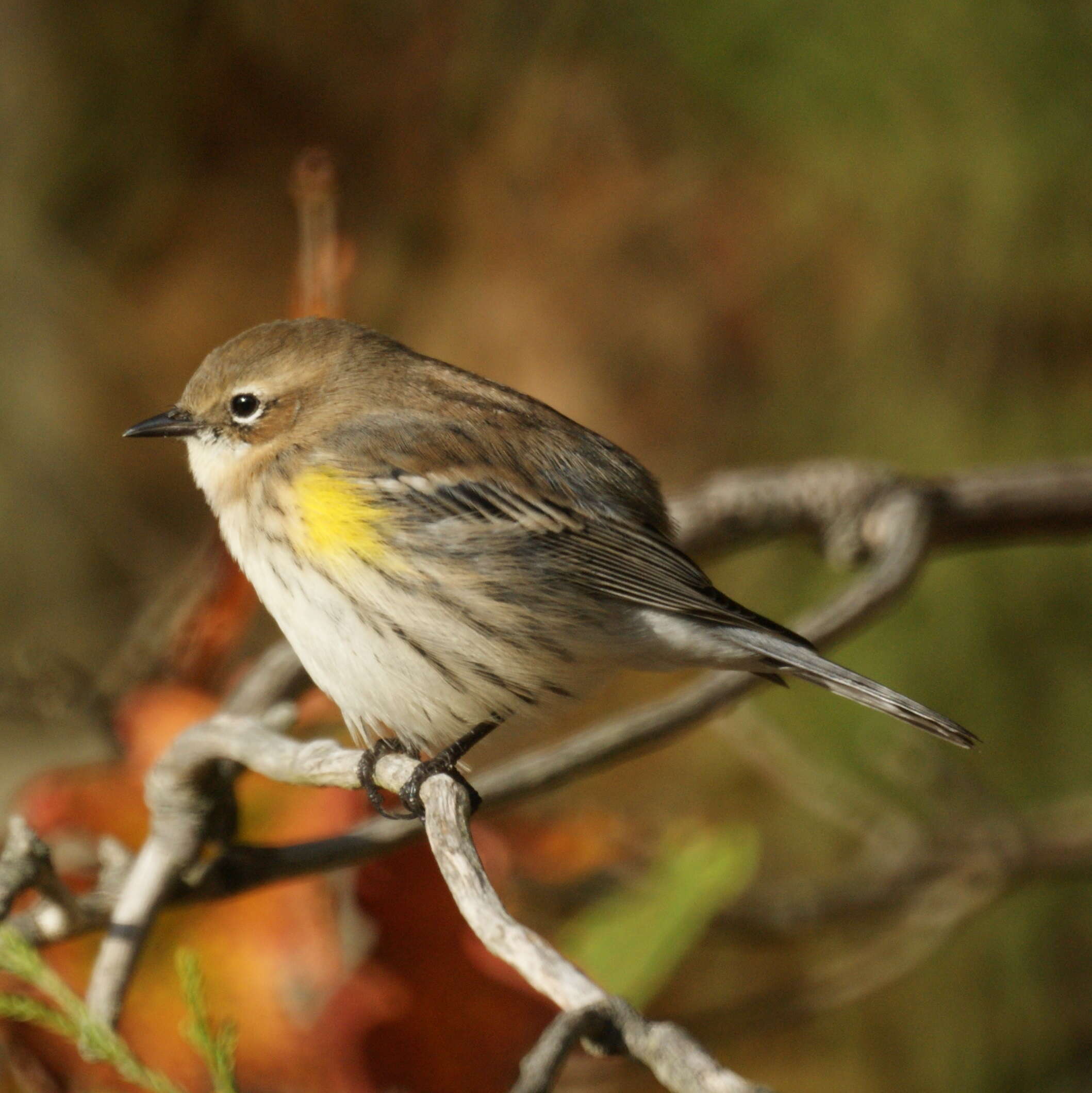 Image of Myrtle Warbler