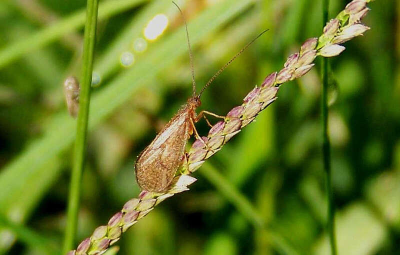 Image of Platte River caddisfly