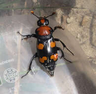 Image of American Burying Beetle