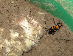 صورة Nicrophorus (Nicrophorus) americanus Olivier & A. G. 1790