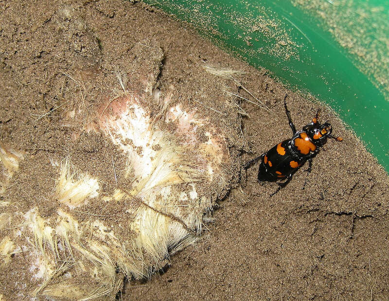 Image of American Burying Beetle