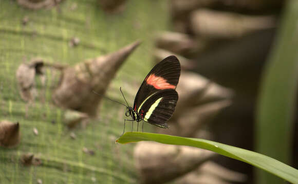 Image of Crimson Patched Longwing