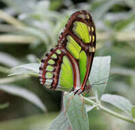 Image of dido longwing